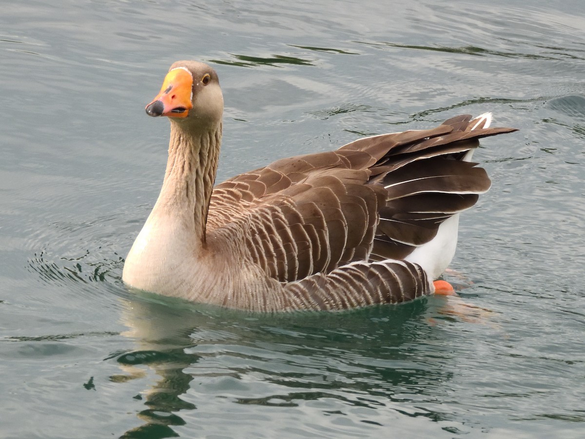 Graylag Goose - ML620621173