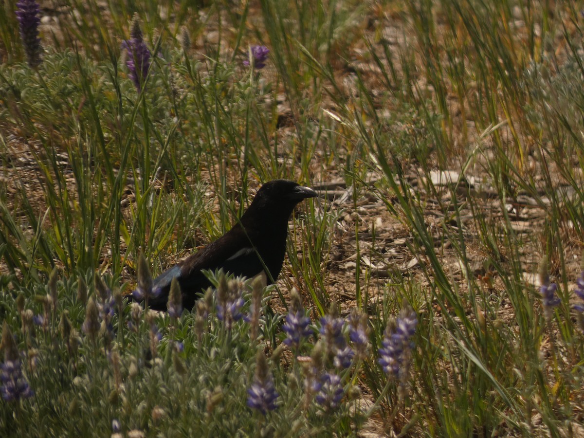 Black-billed Magpie - ML620621176