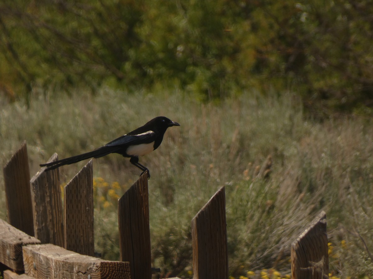 Black-billed Magpie - ML620621177