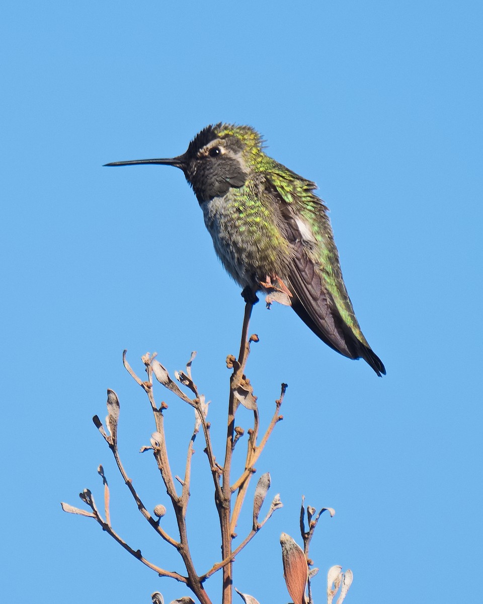 Anna's Hummingbird - ML620621181