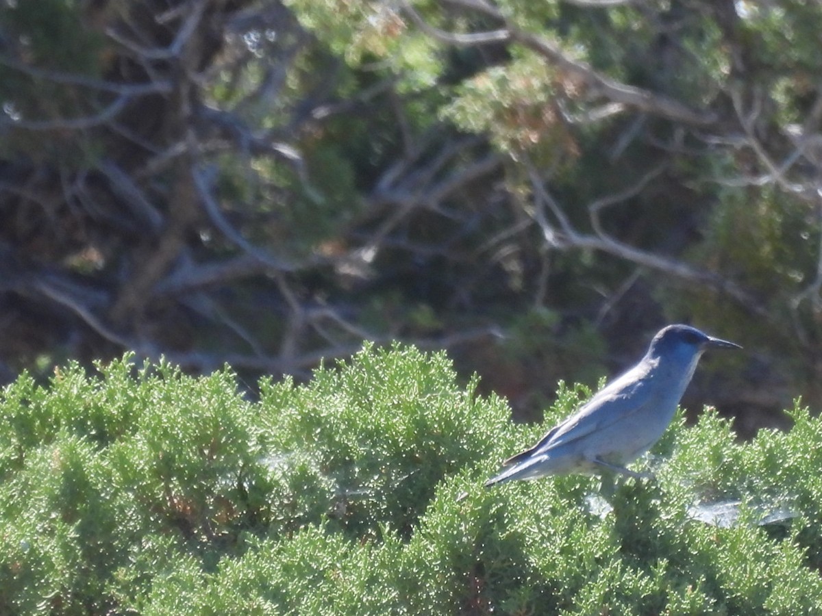 Pinyon Jay - ML620621185