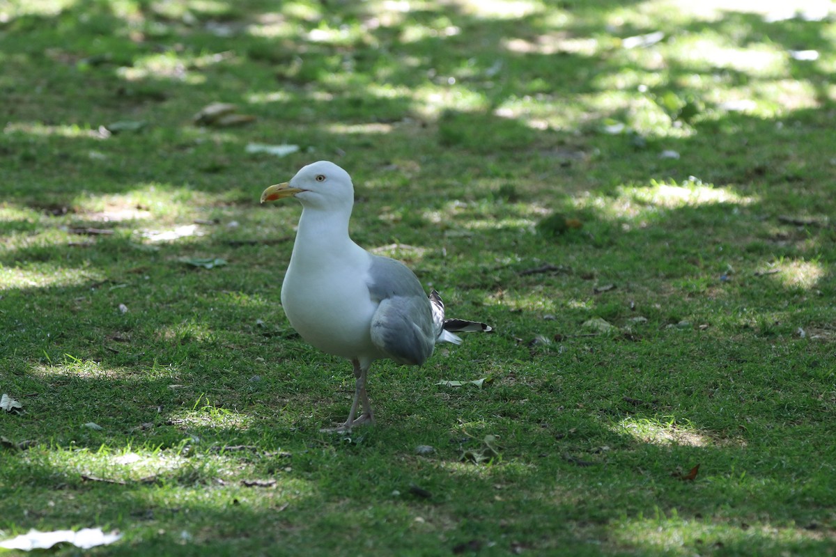 Lesser Black-backed Gull - ML620621187