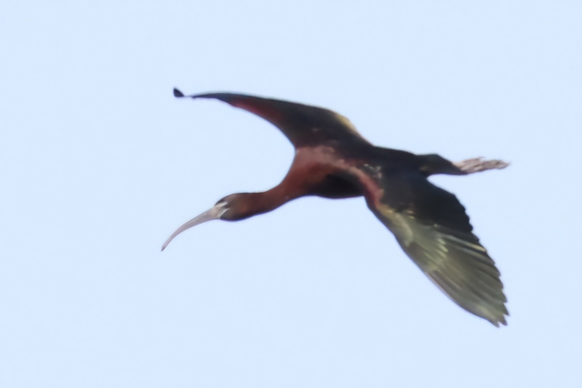 ibis hnědý - ML620621189