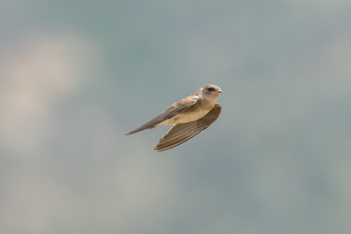 Northern Rough-winged Swallow - ML620621191