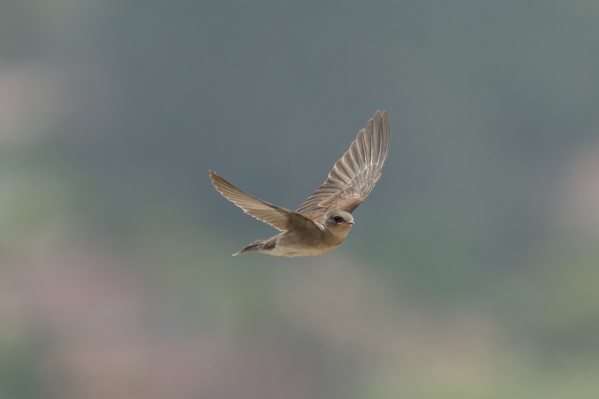 Golondrina Aserrada - ML620621192