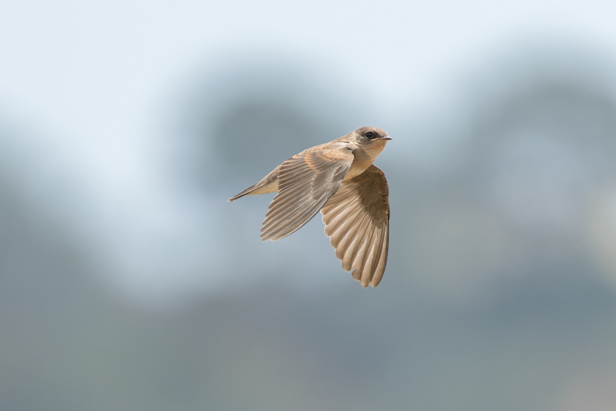 Golondrina Aserrada - ML620621193