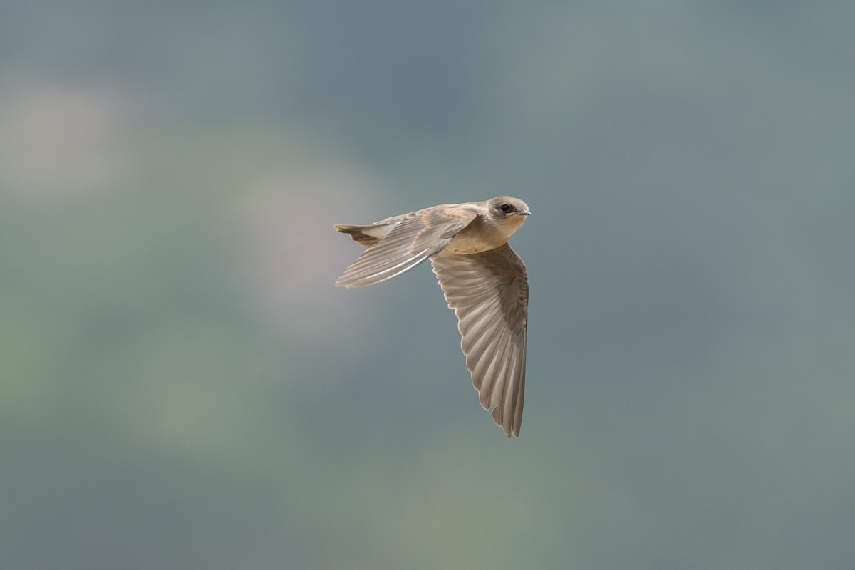 Golondrina Aserrada - ML620621194