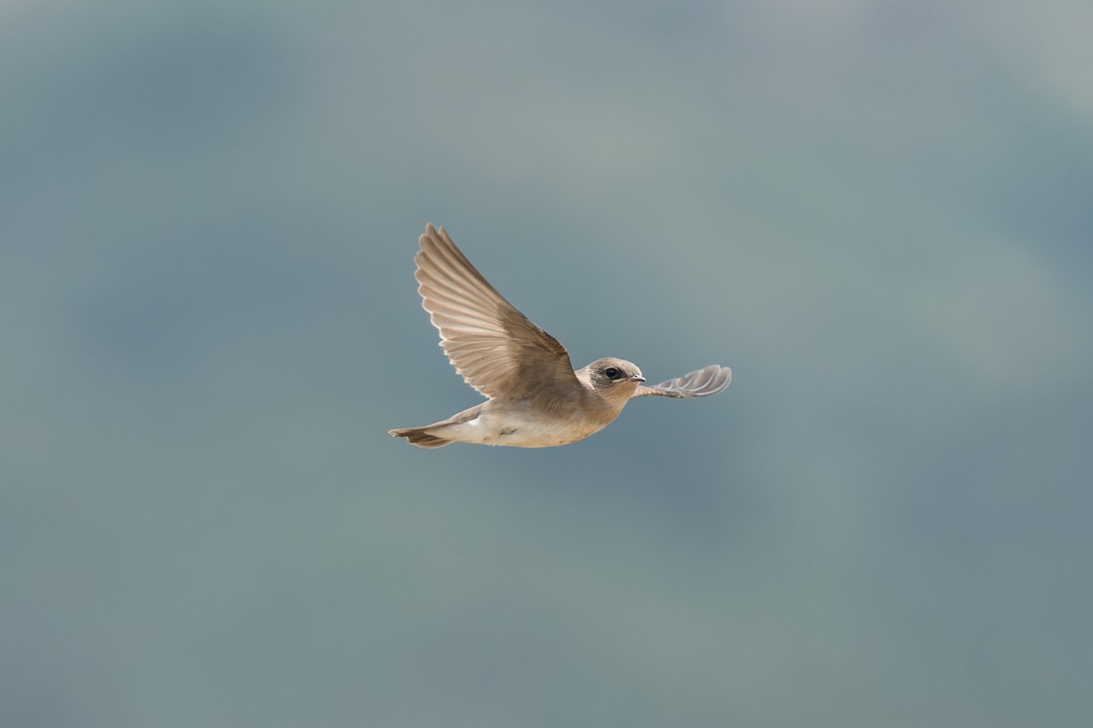 Golondrina Aserrada - ML620621195