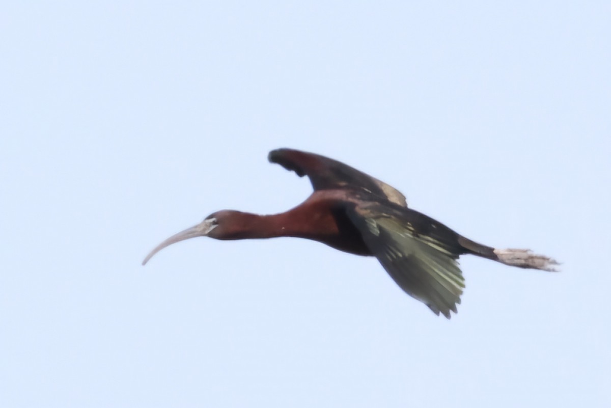 Glossy Ibis - ML620621197