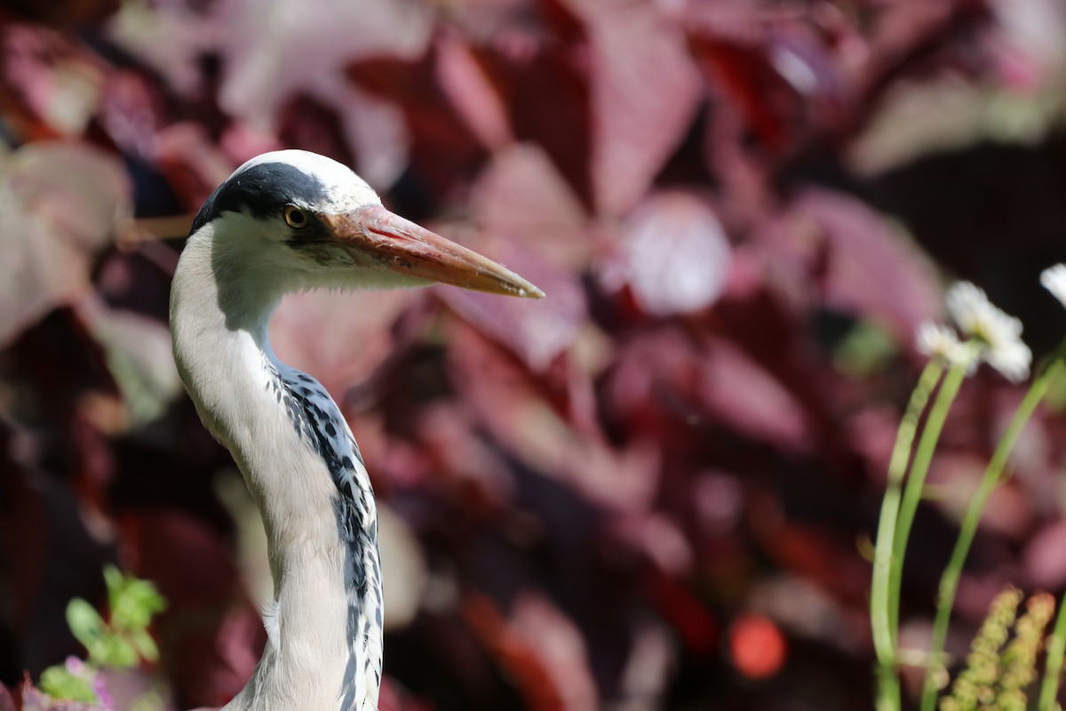 Gray Heron - ML620621199