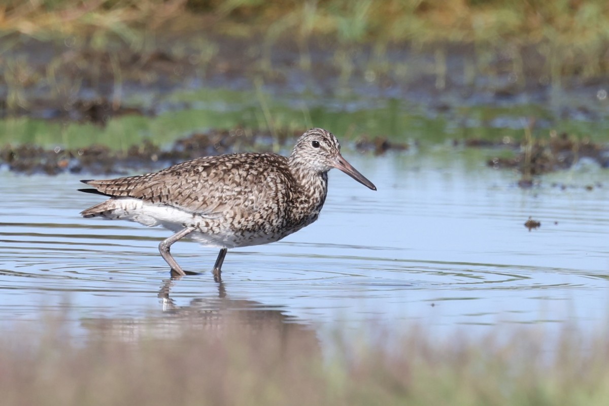 Willet - ML620621204