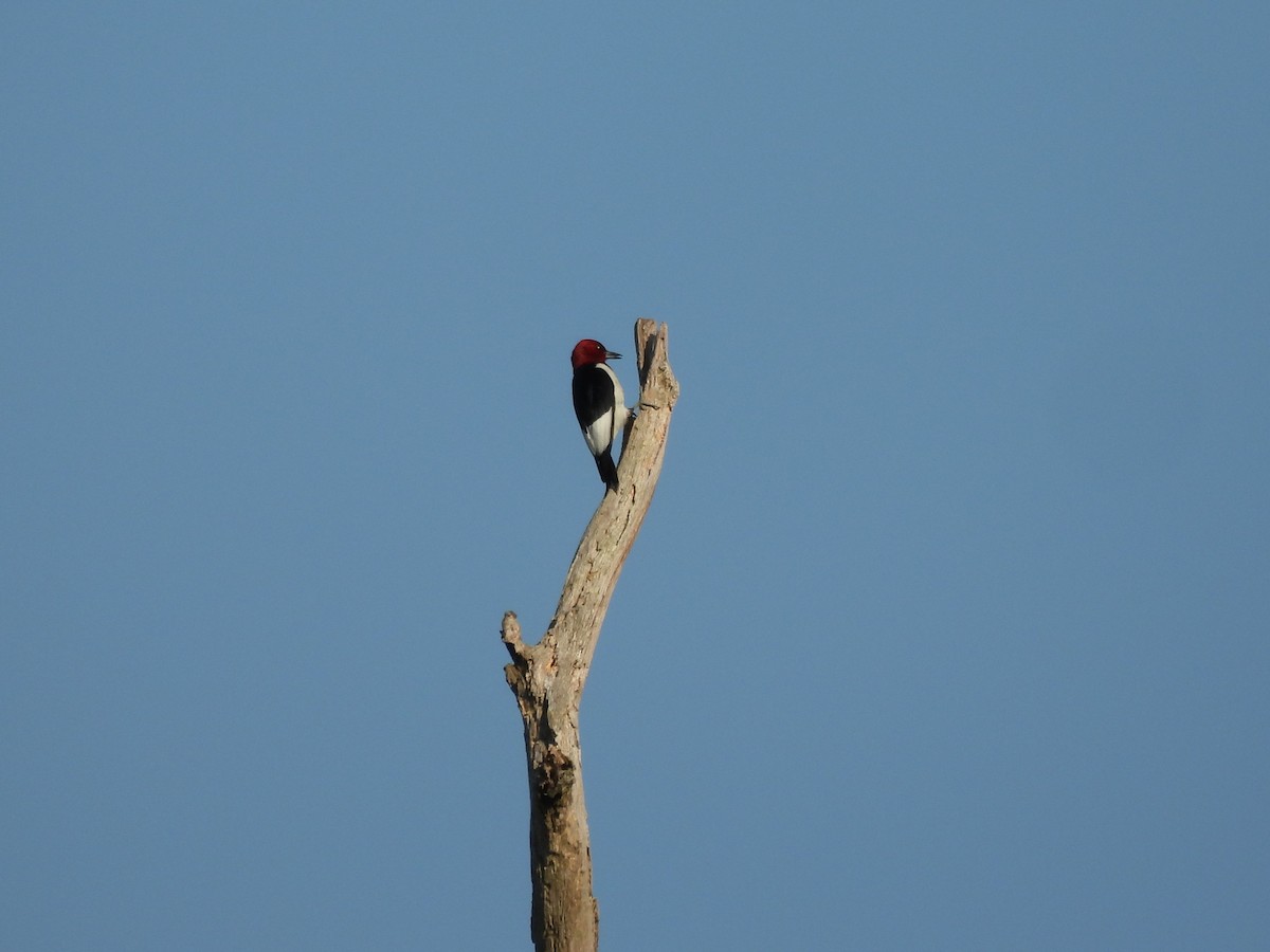 Pic à tête rouge - ML620621217