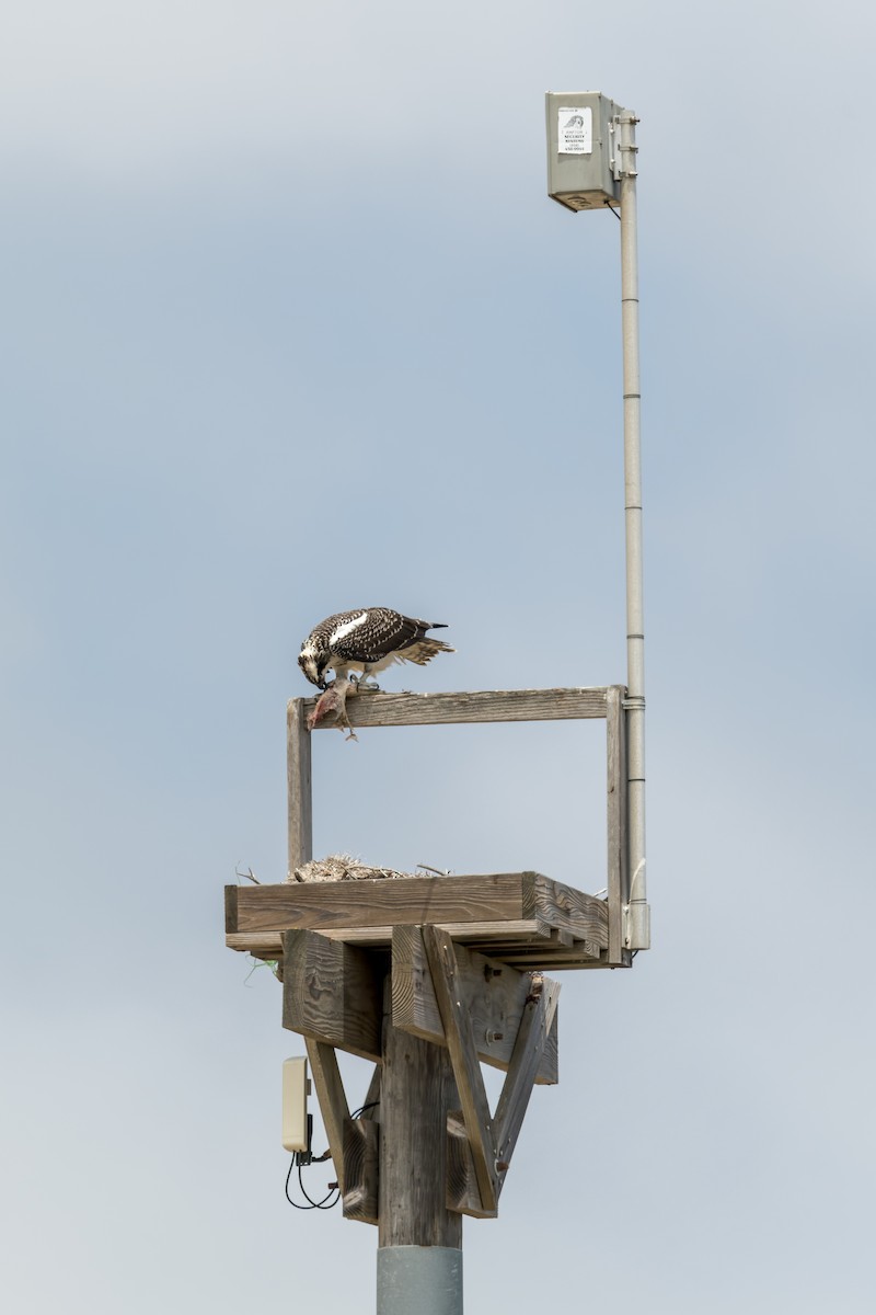 Osprey - Ruslan Balagansky