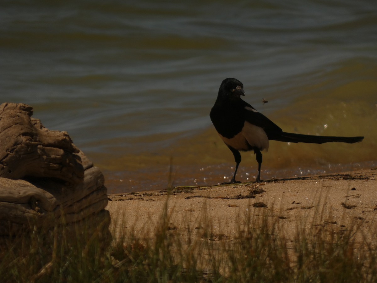 Black-billed Magpie - Jasen Liu