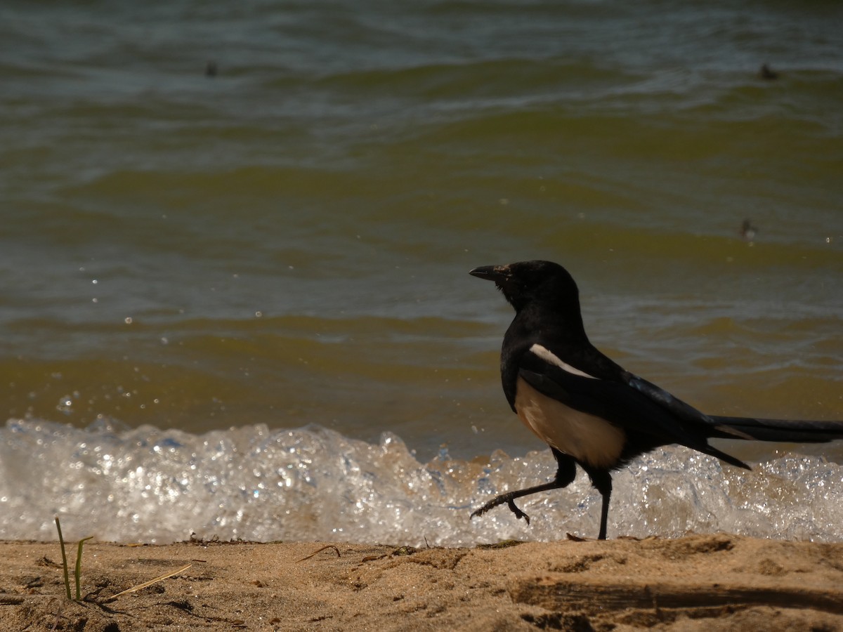 Black-billed Magpie - ML620621222