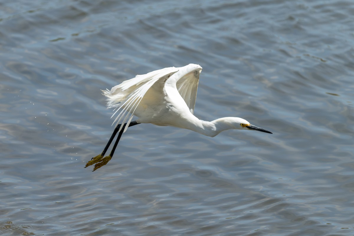 Snowy Egret - ML620621225