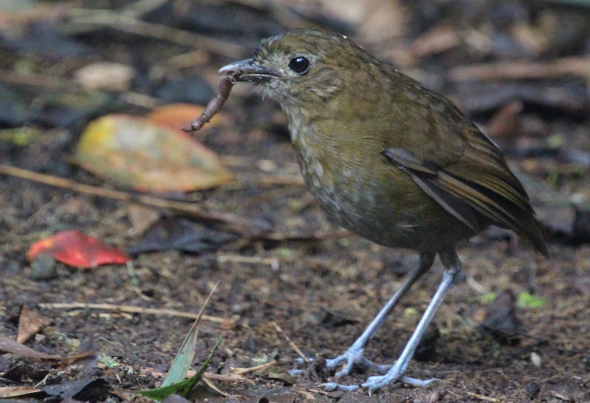 Brown-banded Antpitta - ML620621226