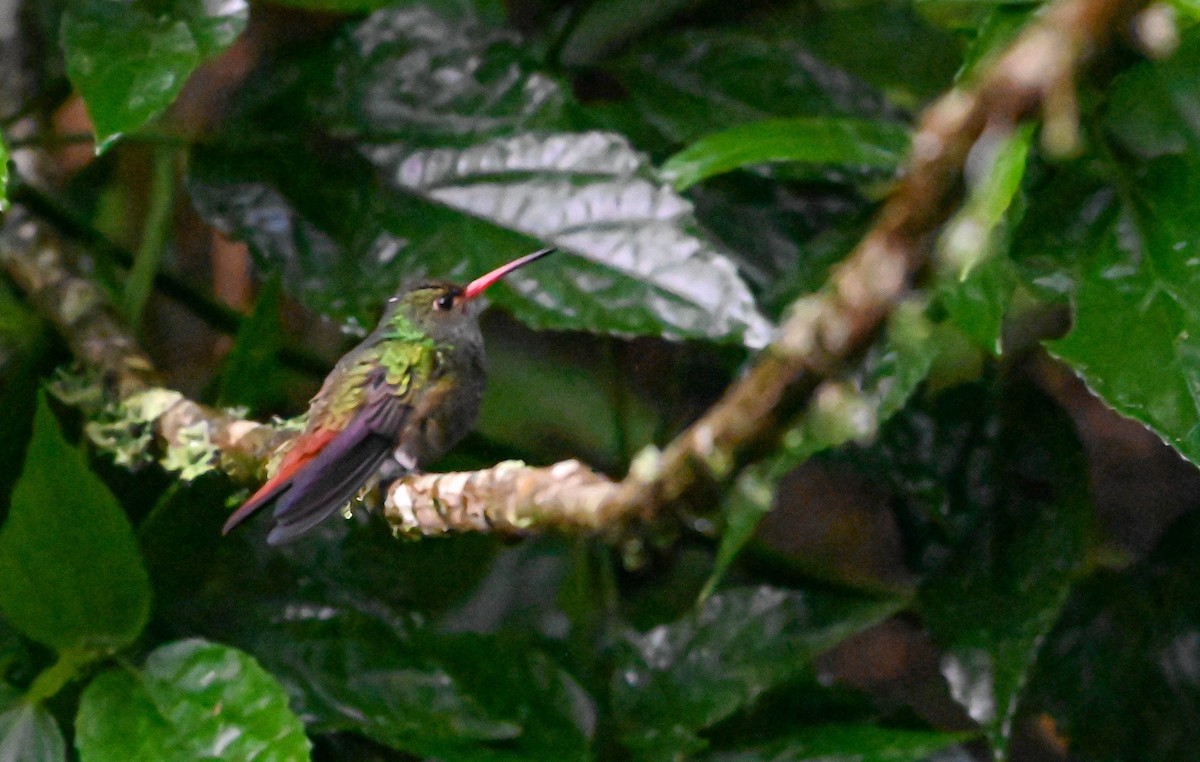 Rufous-tailed Hummingbird - ML620621227