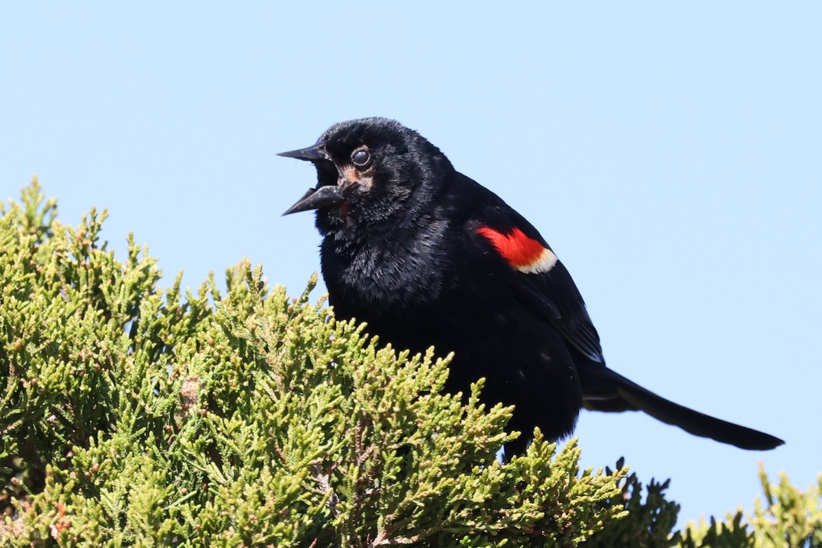 Red-winged Blackbird - ML620621228