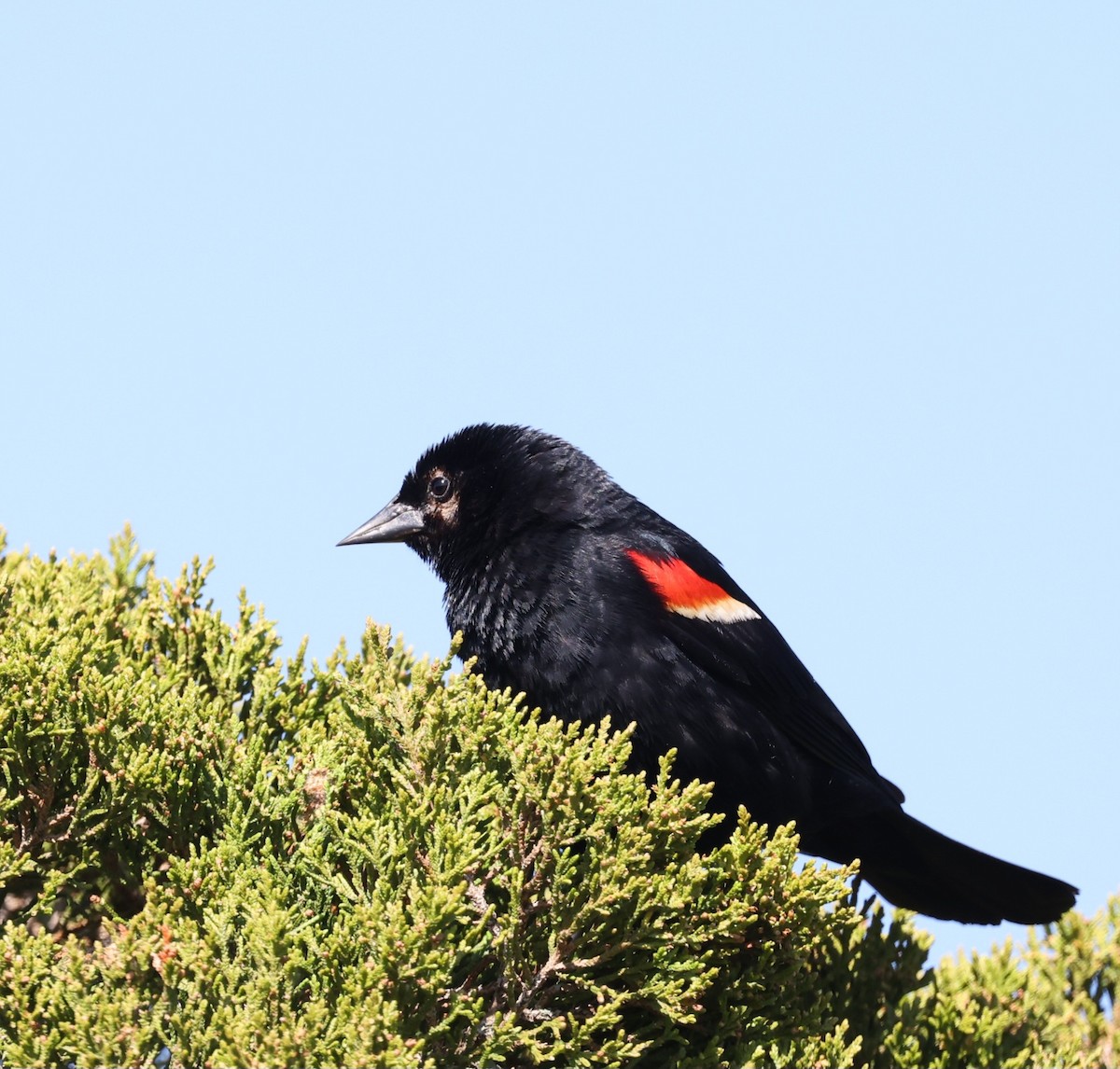 Red-winged Blackbird - ML620621229
