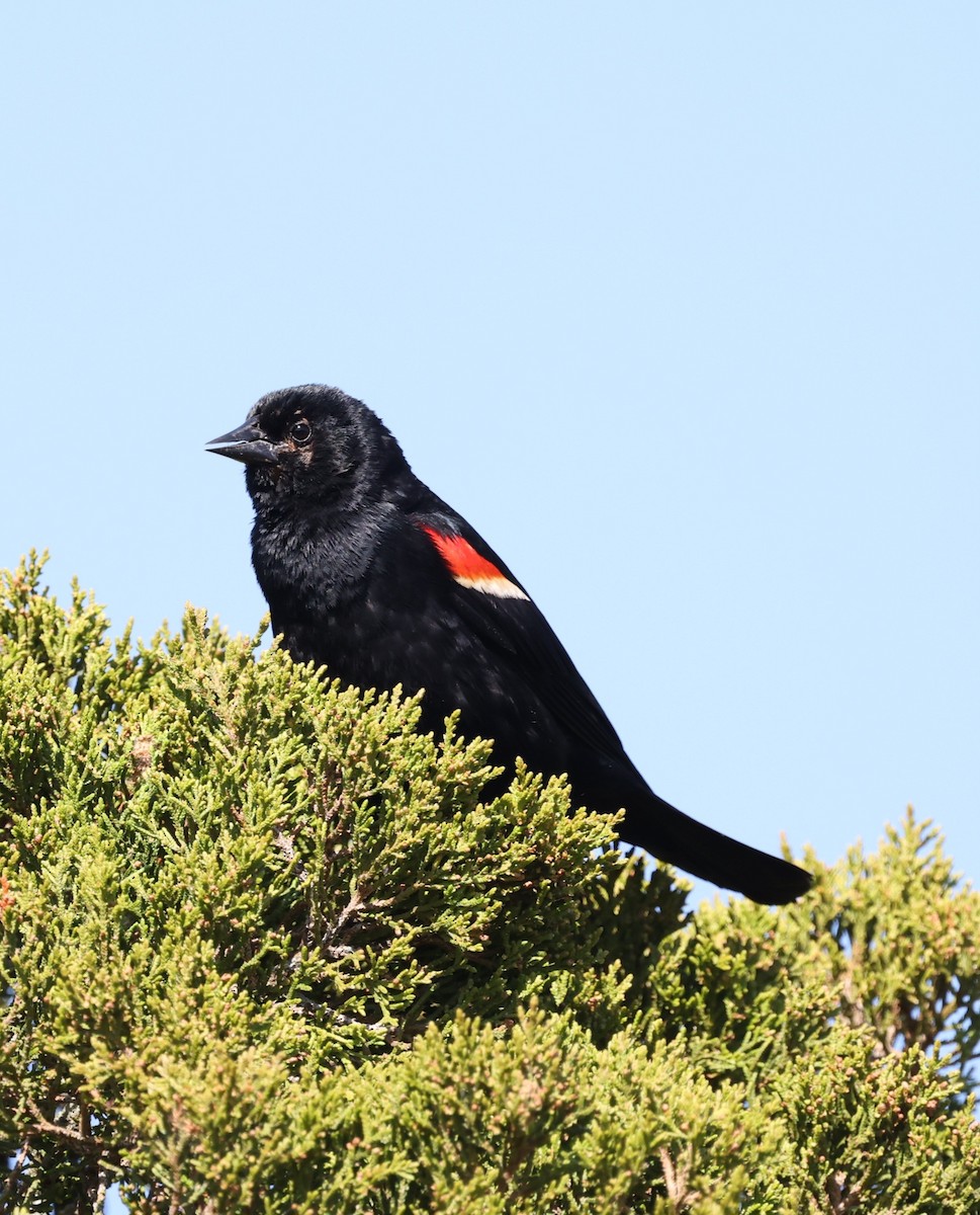 Red-winged Blackbird - ML620621230