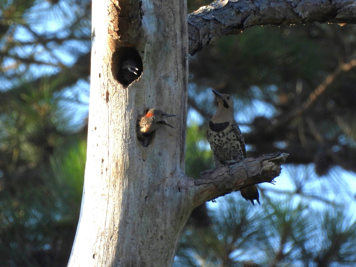 Northern Flicker - ML620621233