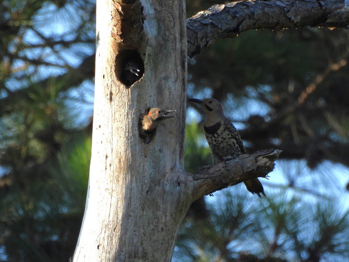 Northern Flicker - ML620621234