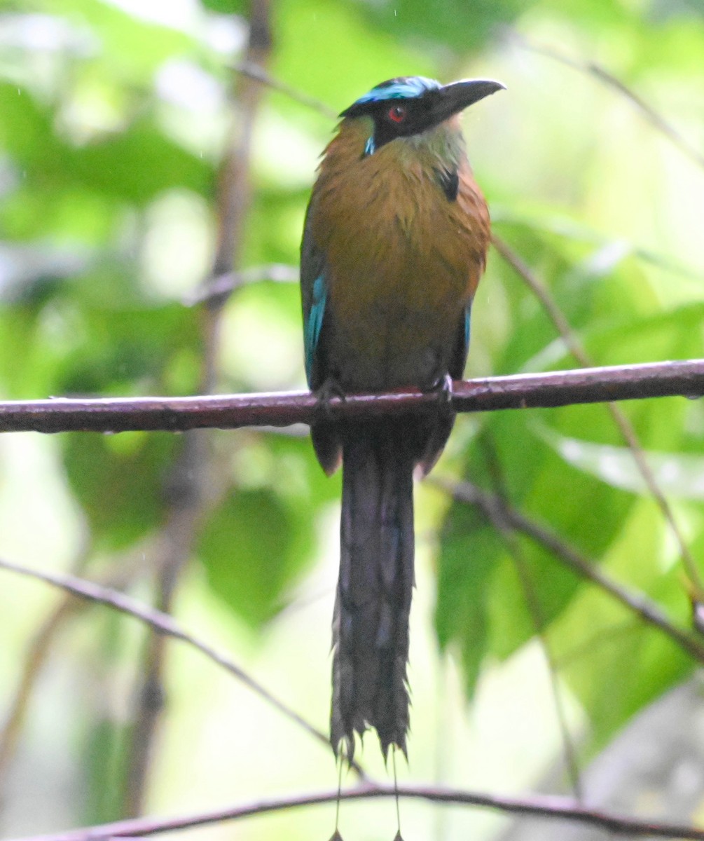 Andean Motmot - ML620621236