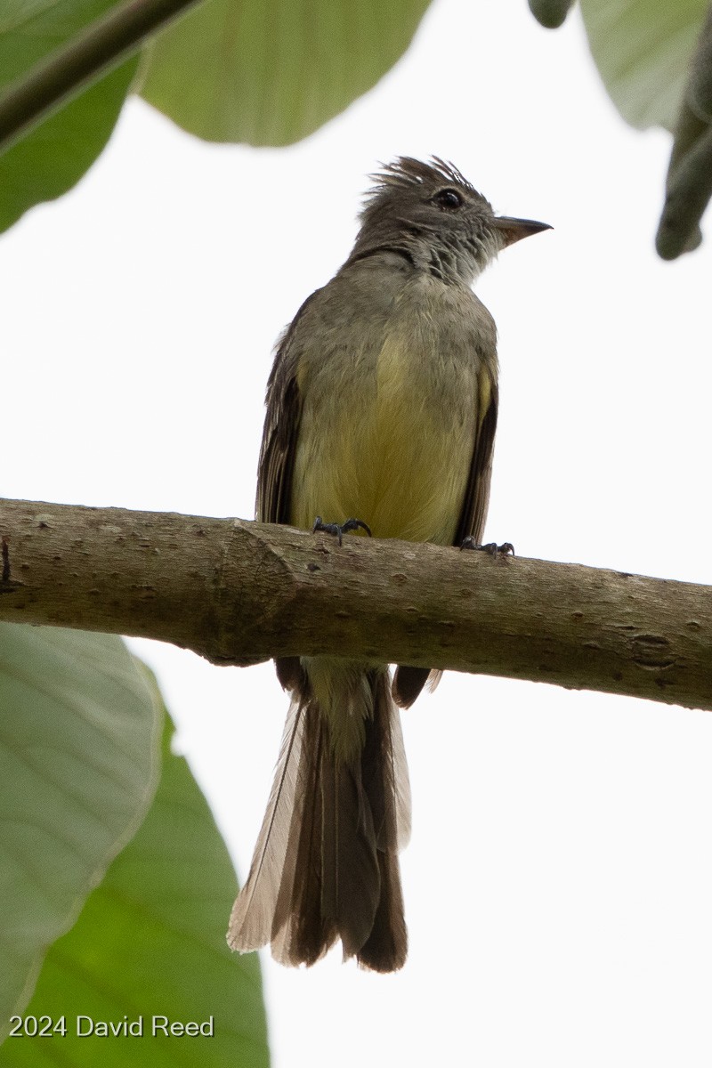 Yellow-bellied Elaenia - ML620621239