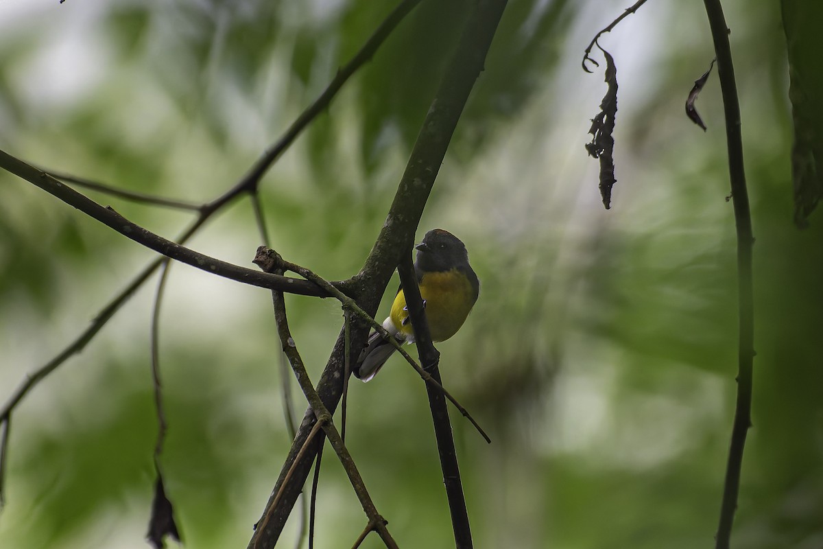 Slate-throated Redstart - ML620621241