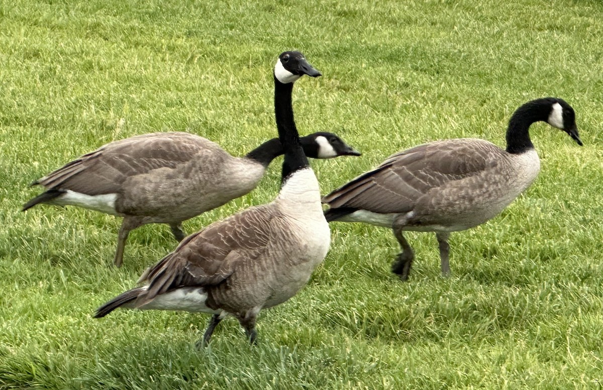 Canada Goose - ML620621245