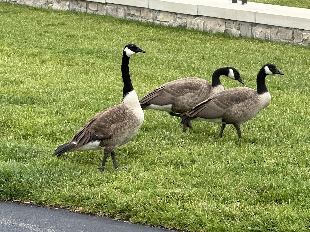 Canada Goose - ML620621246