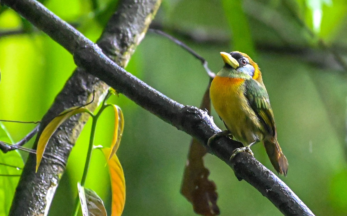 Red-headed Barbet - Guillermo Padierna