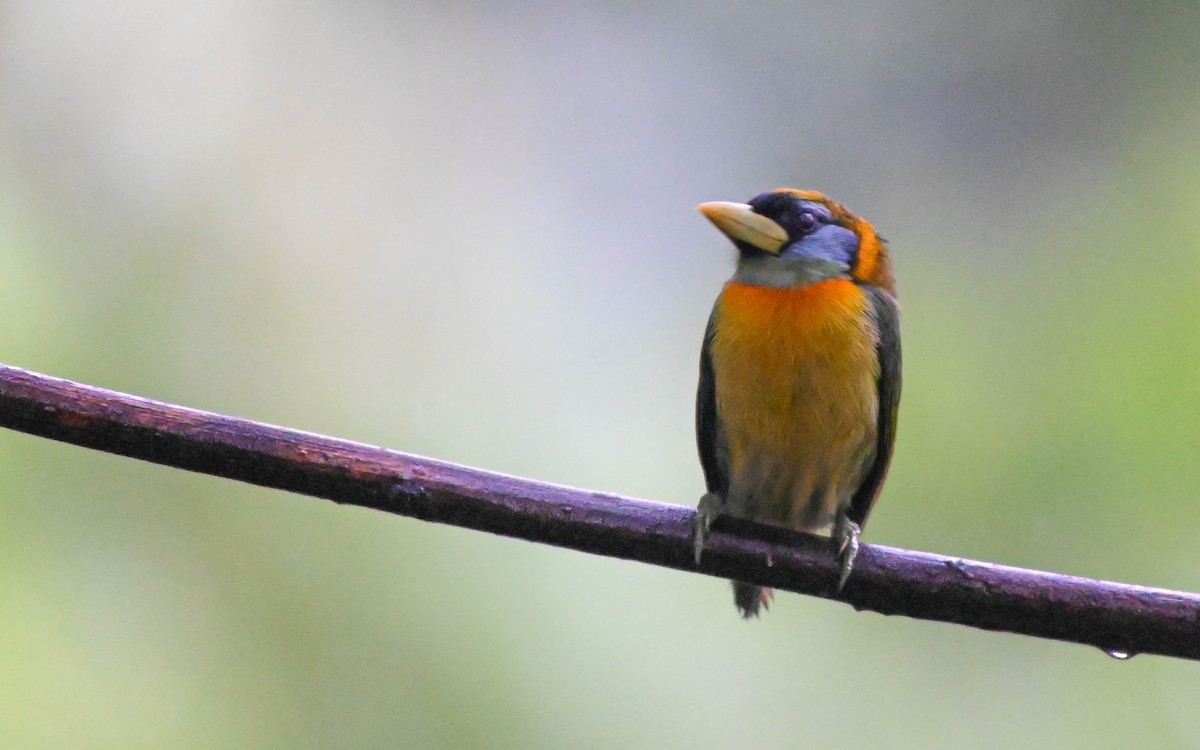 Red-headed Barbet - ML620621250