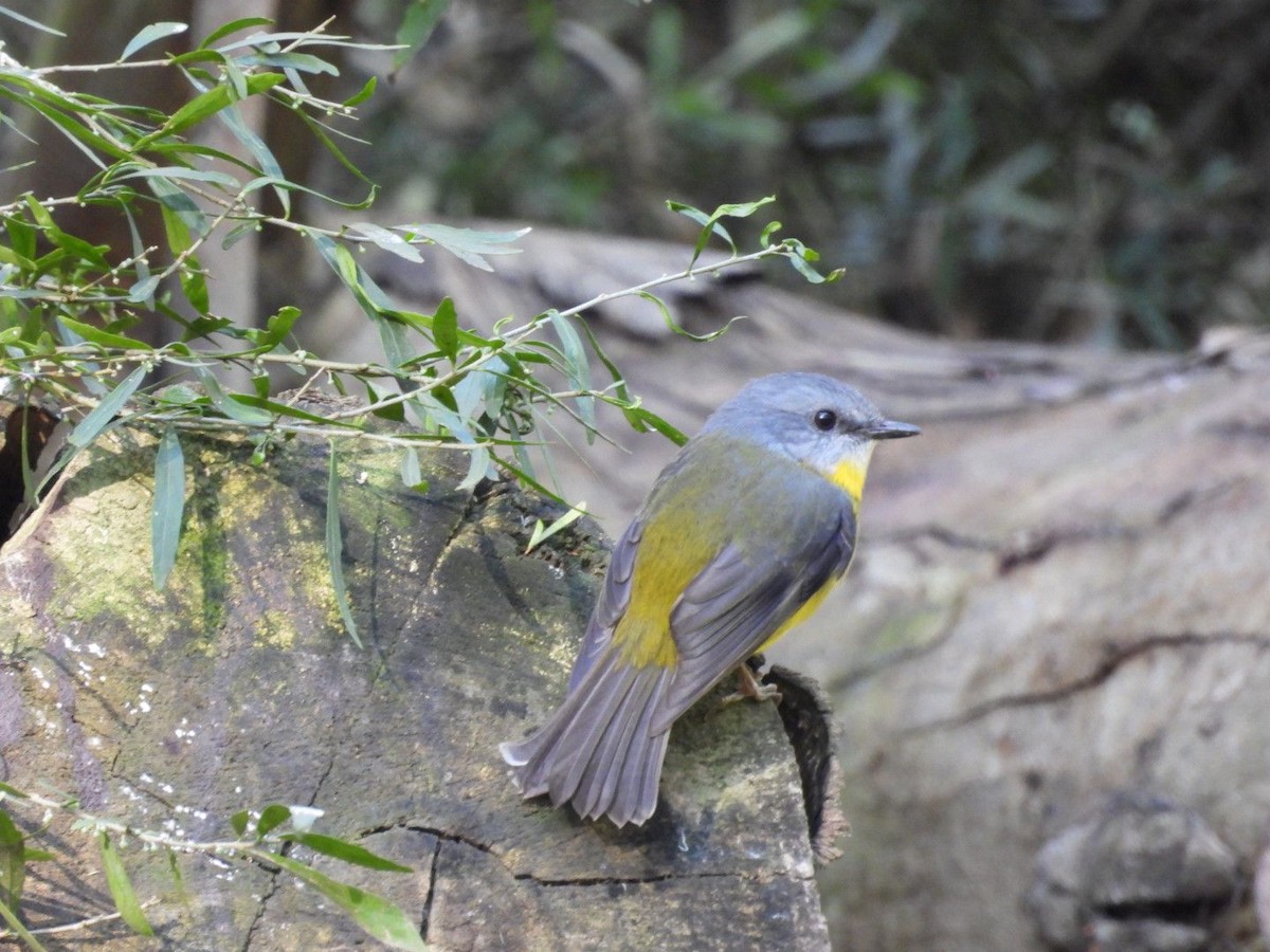 Eastern Yellow Robin - ML620621253