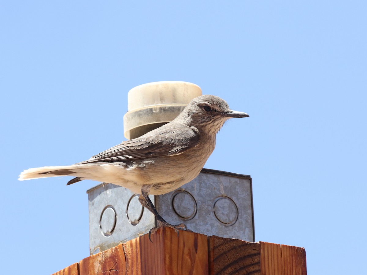 Black-billed Shrike-Tyrant - ML620621256