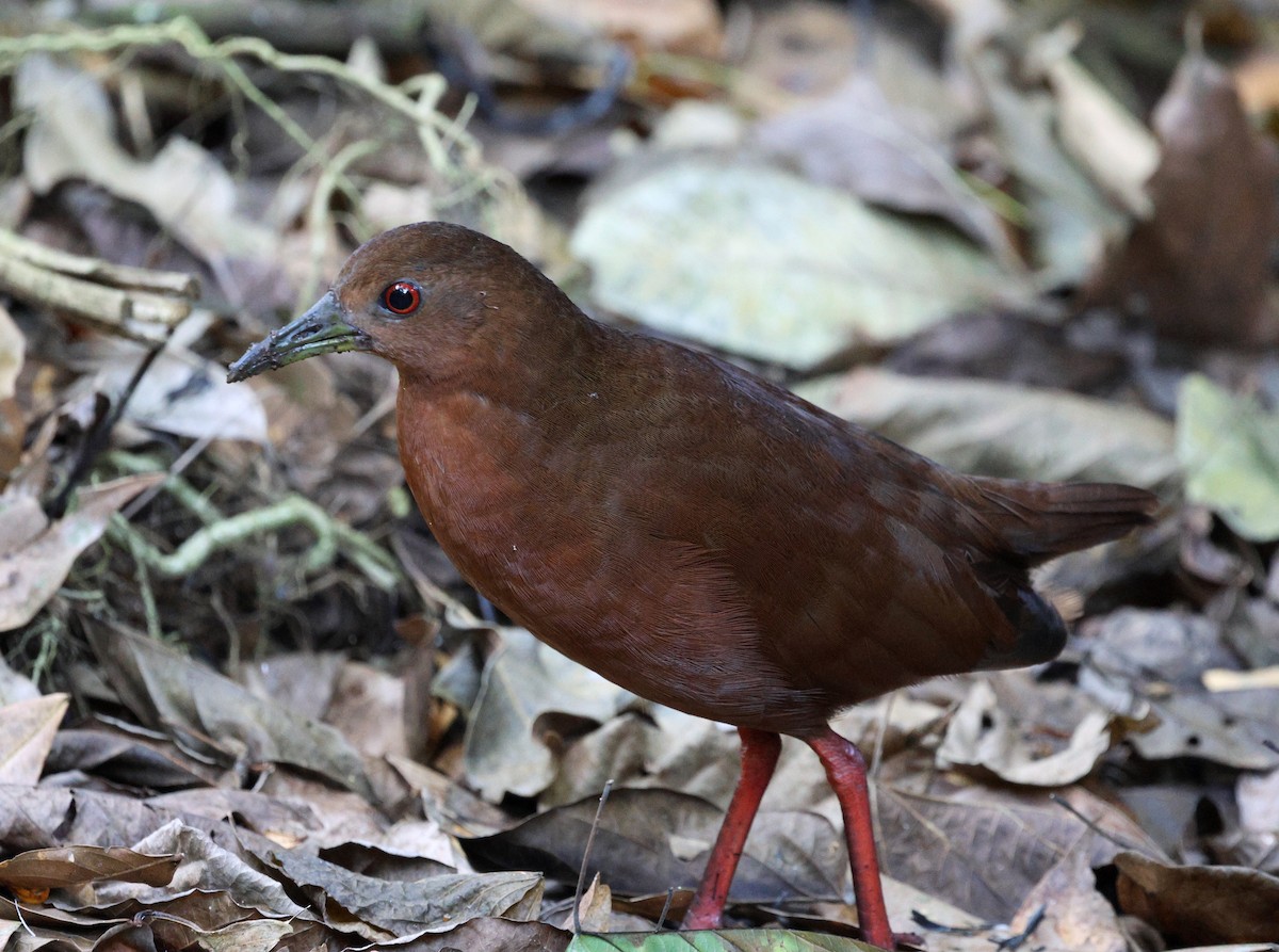 Uniform Crake - ML620621259