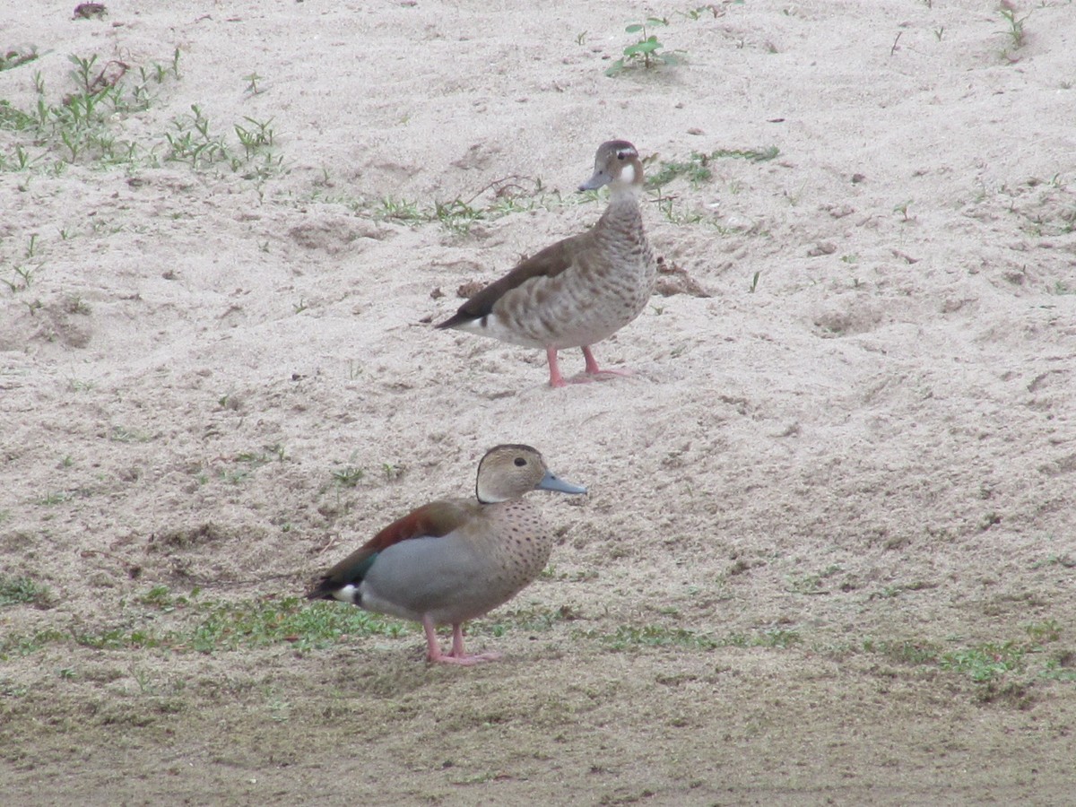 Ringed Teal - ML620621266