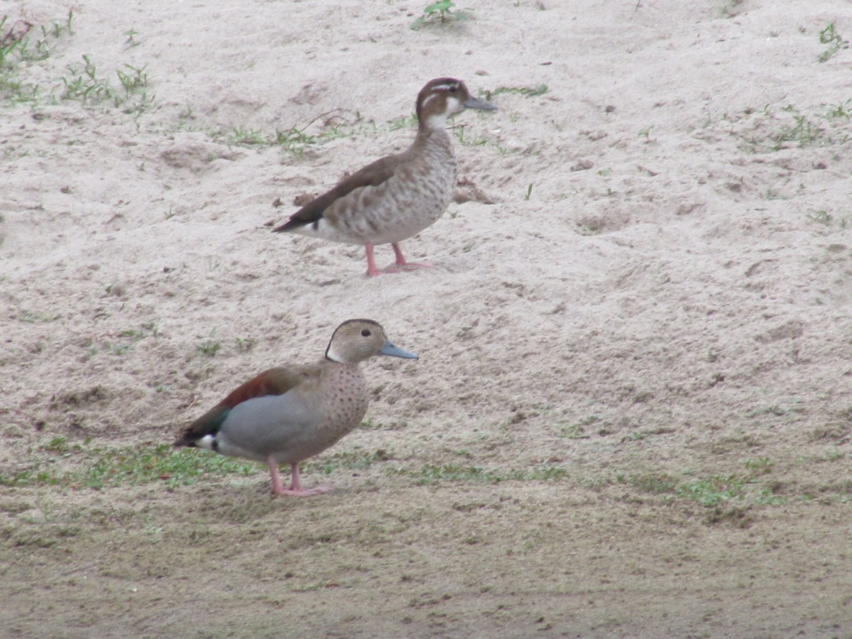 Ringed Teal - ML620621267