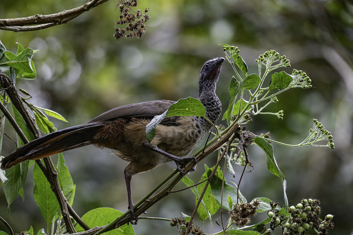 Colombian Chachalaca - ML620621277