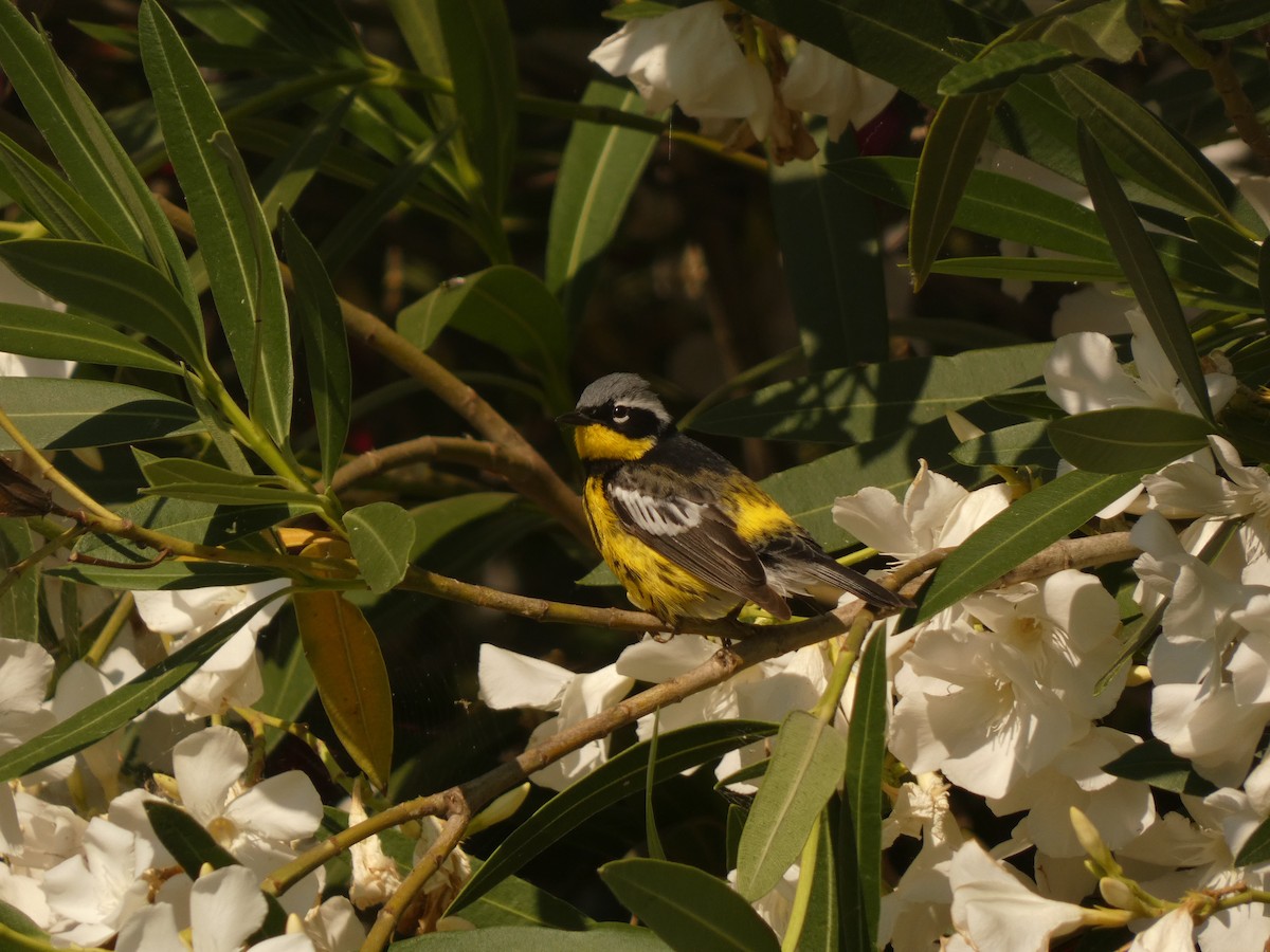 Magnolia Warbler - ML620621278