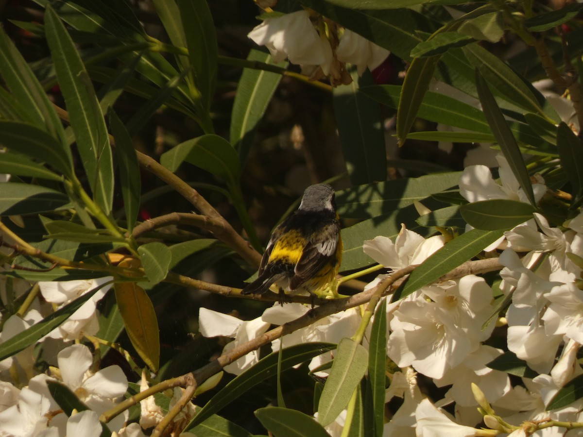 Magnolia Warbler - ML620621279