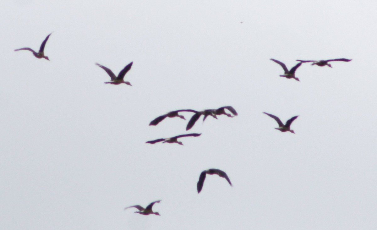 Fulvous Whistling-Duck - ML620621282