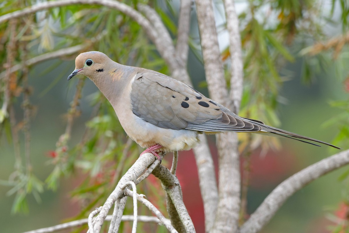 Mourning Dove - ML620621286