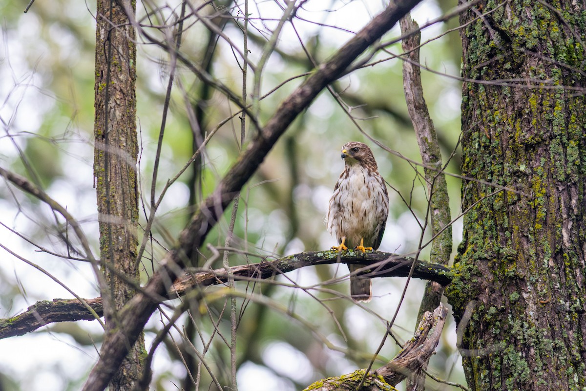 Broad-winged Hawk - ML620621288