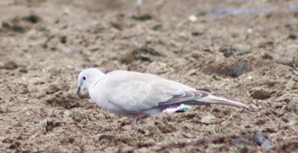 Eurasian Collared-Dove - ML620621292