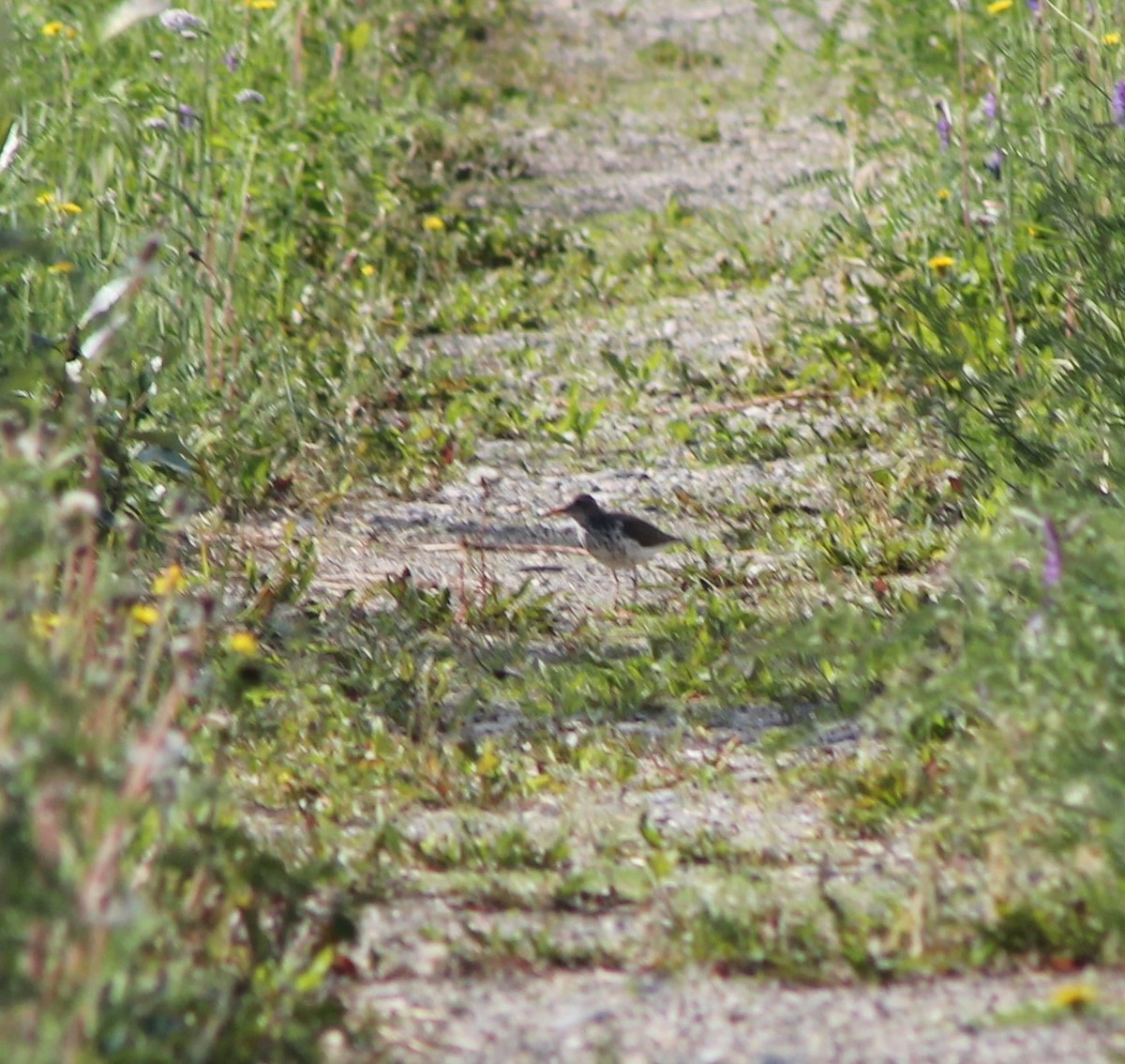 Spotted Sandpiper - ML620621294