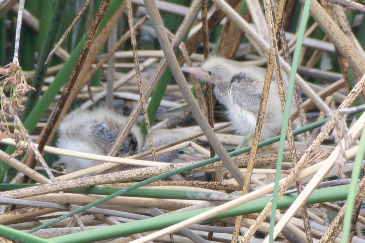 Least Bittern - ML620621298