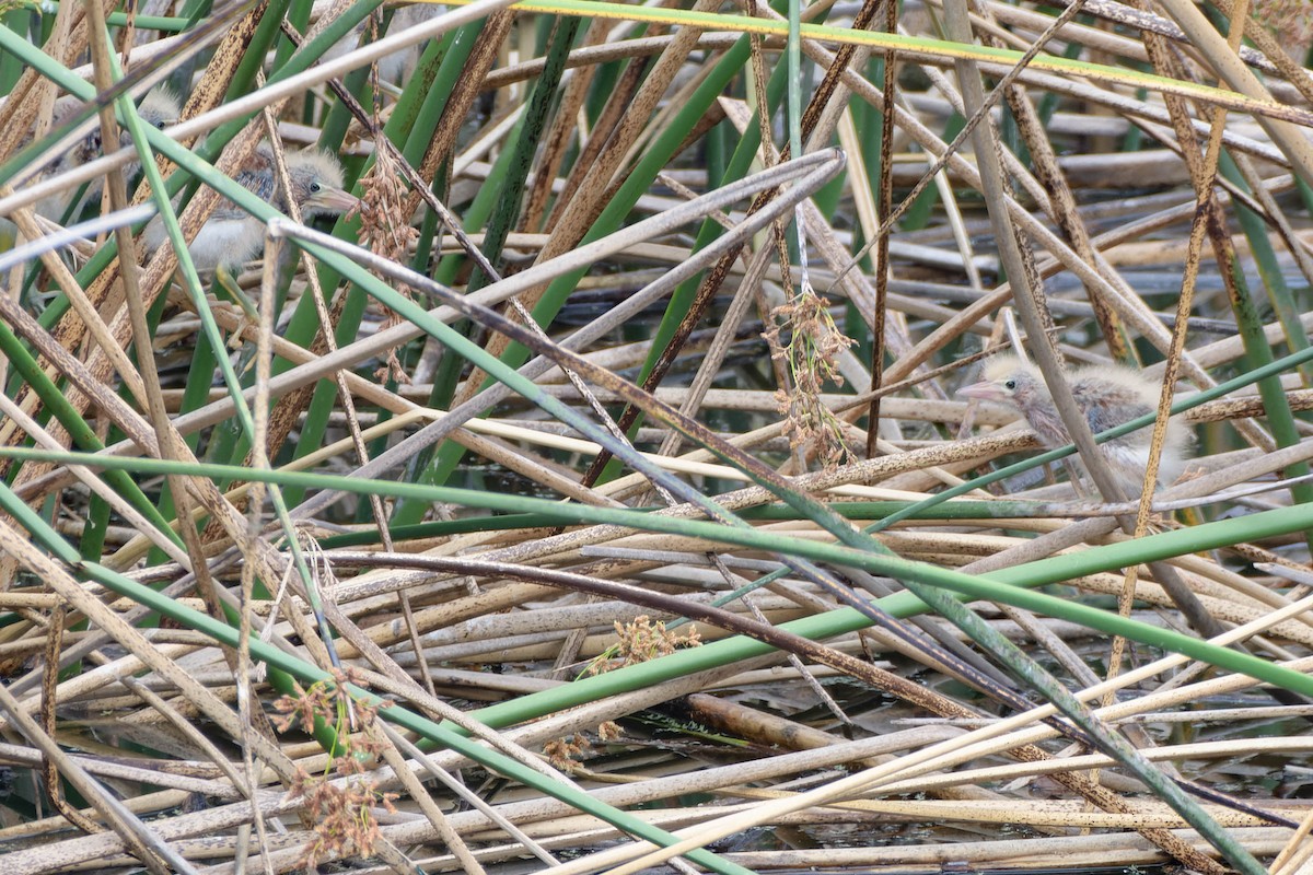 Least Bittern - ML620621299