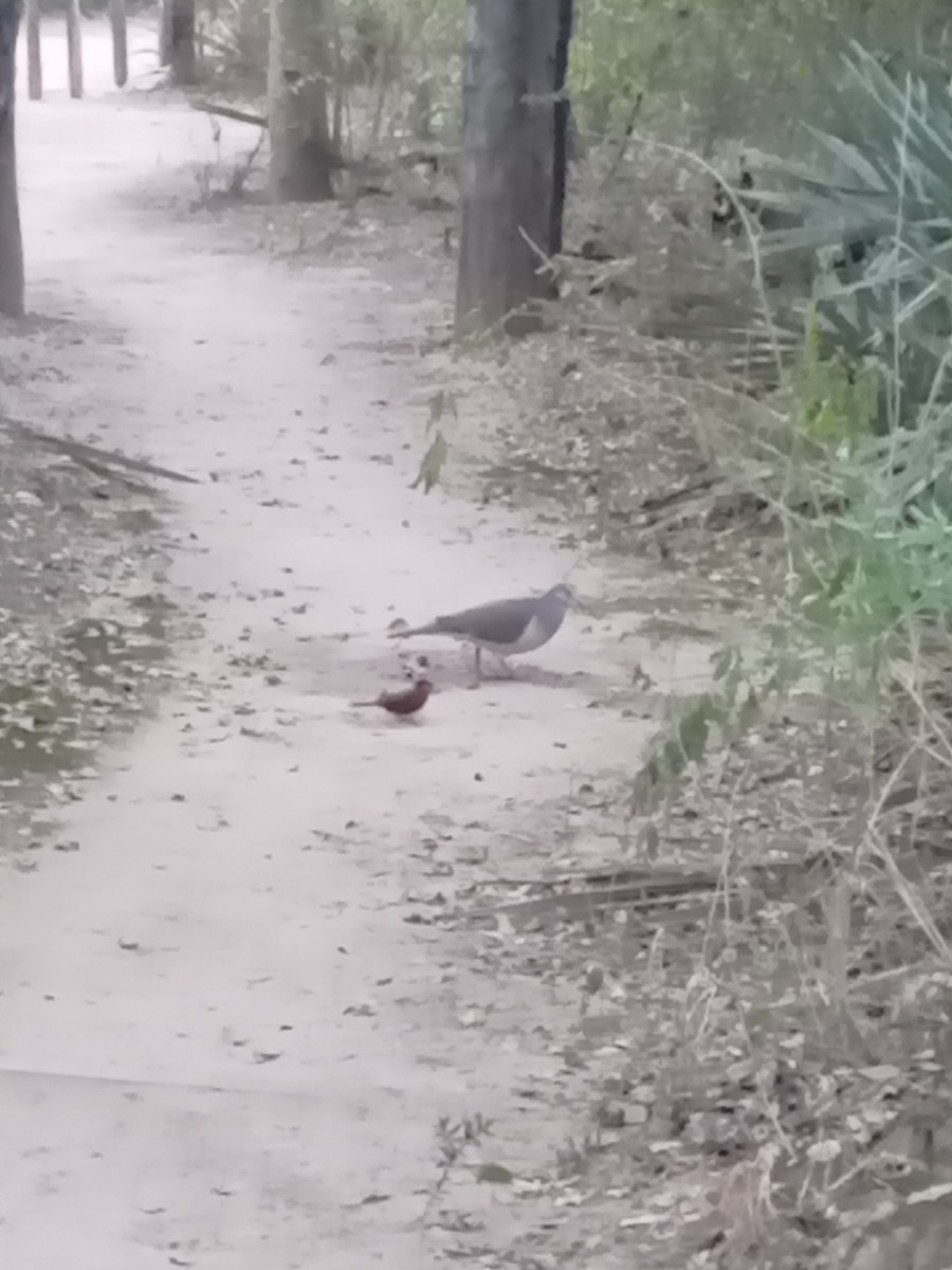 White-tipped Dove - ML620621300